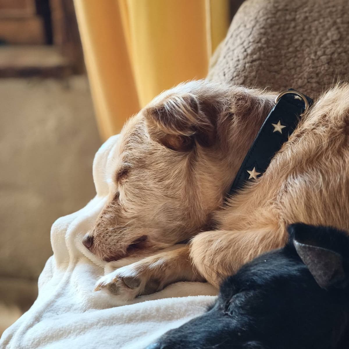 Daisy endormie sur une couverture au refuge